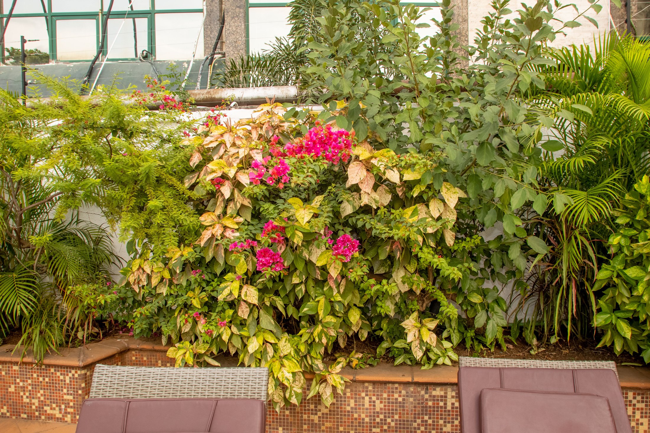 Colour-rich tropical border beside the pool