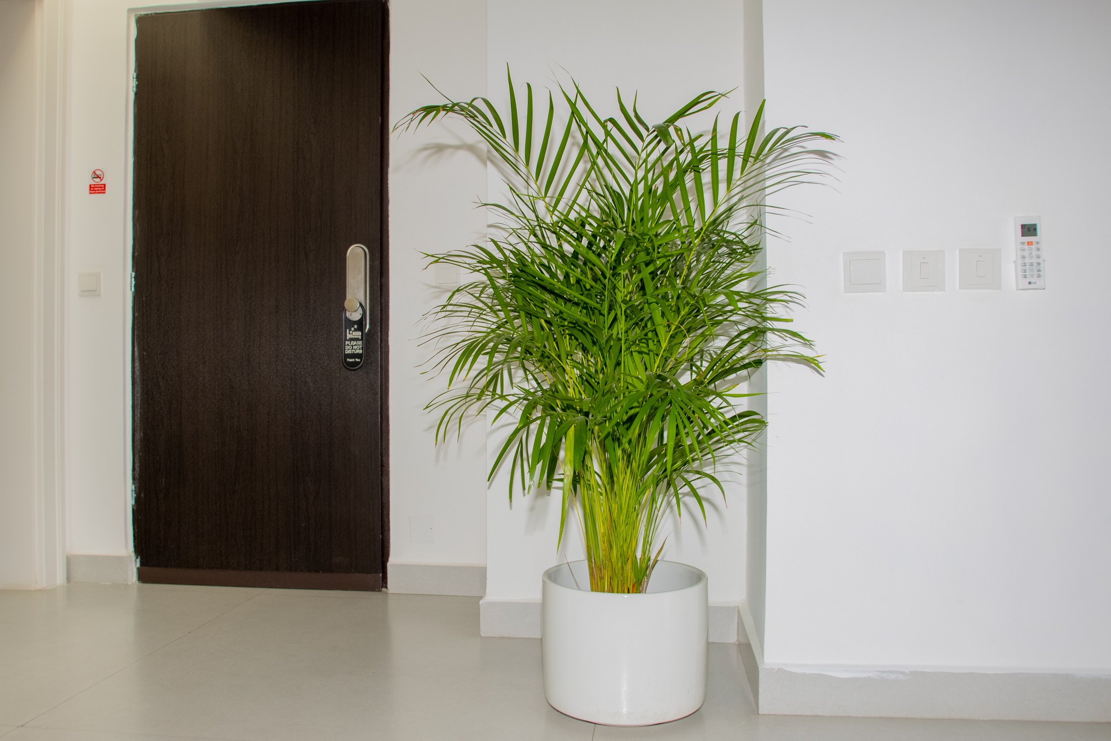 Interior palm placement in a residential home